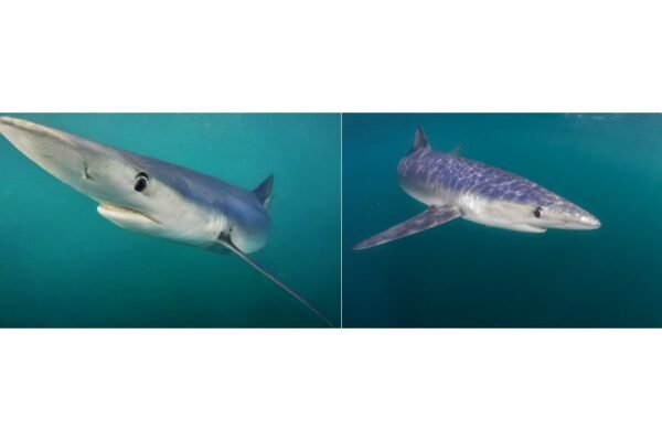 Integrate AI and underwater photography to reveal the hidden ocean world | MIT News